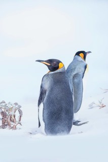 King penguins