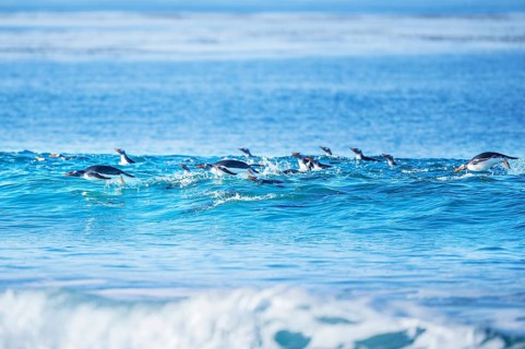 Gentoo penguins