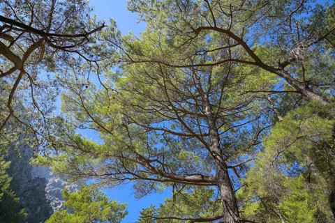 Pine trees