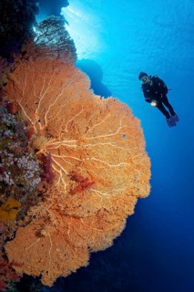 Diver on coral reef wall looking at giant sea fan
