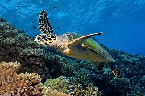 Hawksbill sea turtle