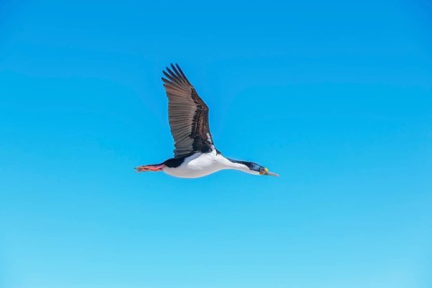 Imperial shag