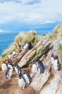 Group of rockhopper penguins