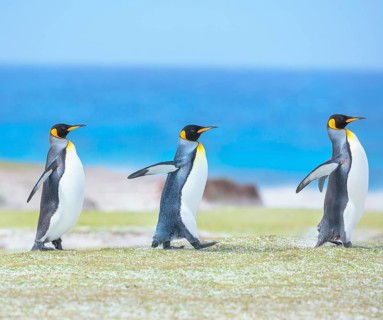 King penguins