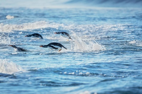 Gentoo penguins