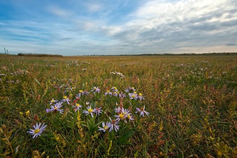 Sea aster