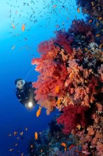 Diver on coral reef wall looking at multicoloured klunzinger's soft coral