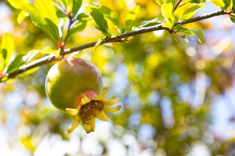 Pomegranate