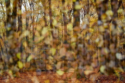 Beech forest in autumn
