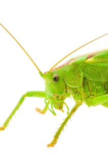 Green grasshopper