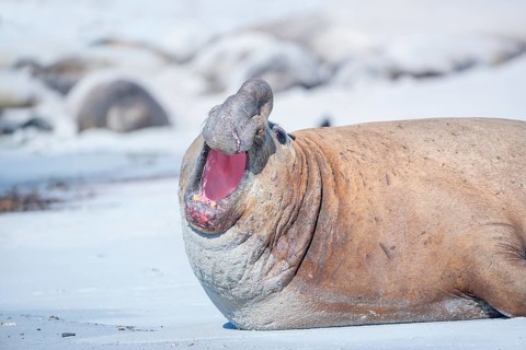 Southern elephant seal