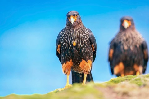 Striated Caracara