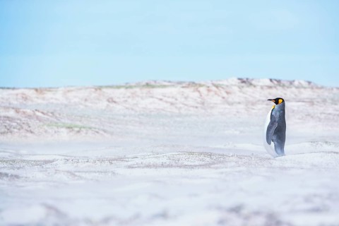 King penguin