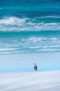 King Penguin
