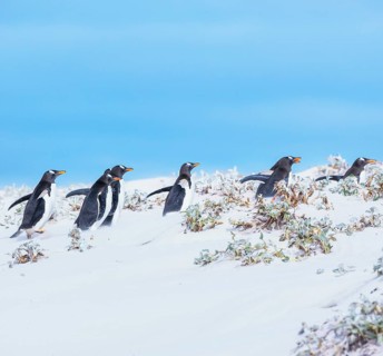 Gentoo Penguins