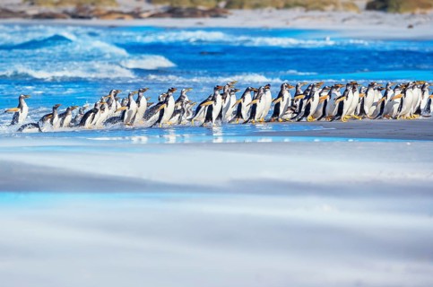 Gentoo Penguins