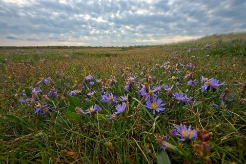 Sea aster