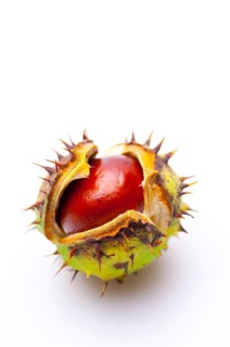 Horse-chestnut