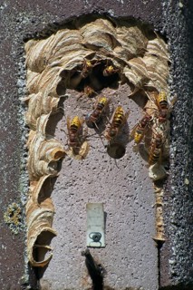 European hornets