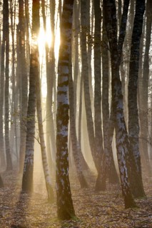 Sand birch