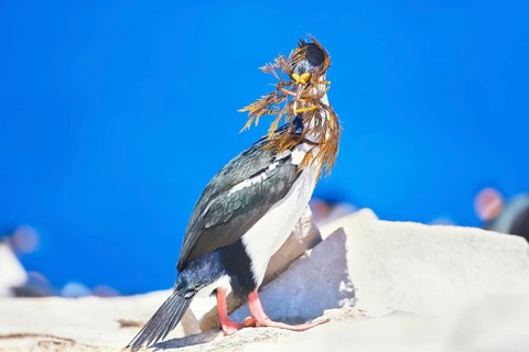 Imperial shag
