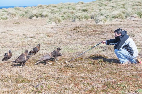 Striated Caracaras