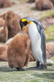 An adult King penguin