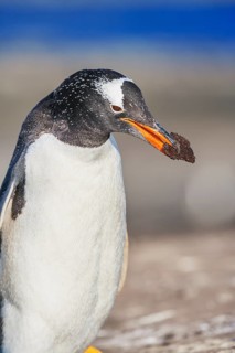 Gentoo penguin
