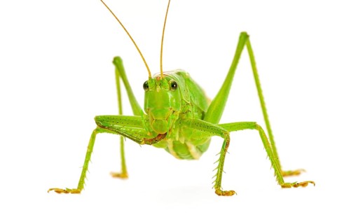 Green grasshopper