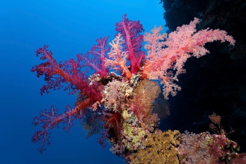 Klunzinger's soft coral