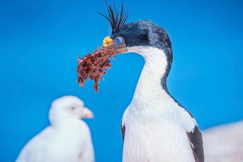 Imperial shag