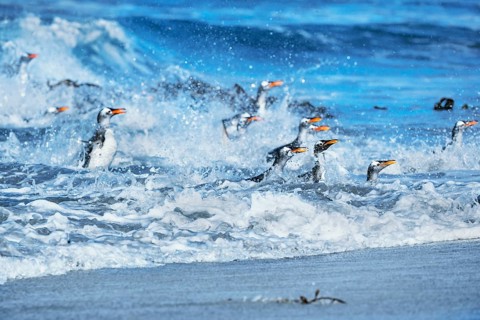 Gentoo penguins