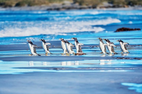 Gentoo Penguins