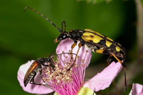 Spotted longhorn