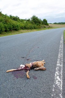 Road Kill