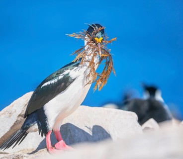 Imperial shag