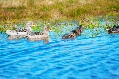 Yellow Billed Pintail ducks