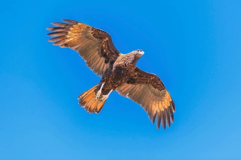 Striated Caracara