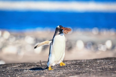 Gentoo penguin