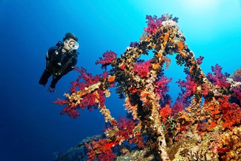 Diver looking at superstructure with klunzinger's soft corals