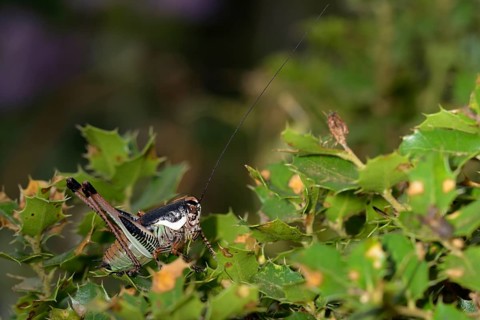 Bush cricket