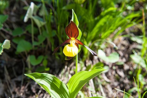 Yellow lady's slipper orchid