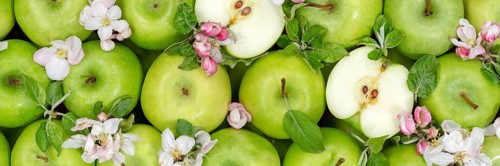 Apples Fruits Green Apple Fruit Background with Flowers and Leaves Panorama