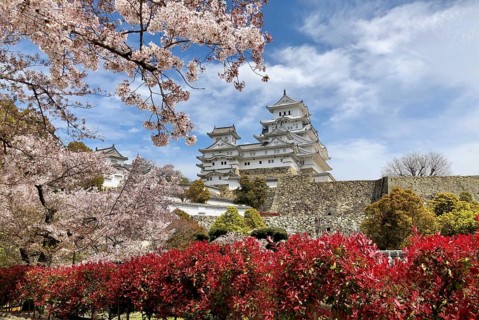 Cherry blossom at Himeji Castle