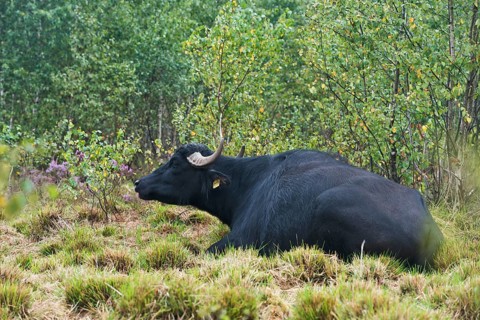 Water buffalo
