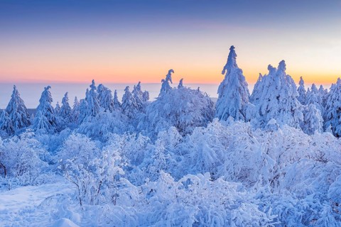 Snow Covered Conifers Trees at Dawn. Winter
