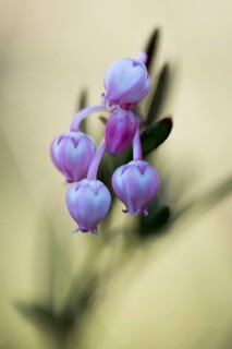 Bog rosemary