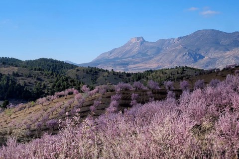 Landscape with almond plantation in blossom