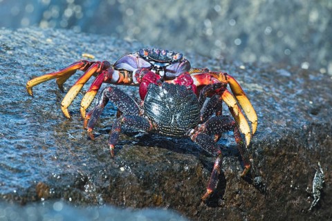 Red rock crab