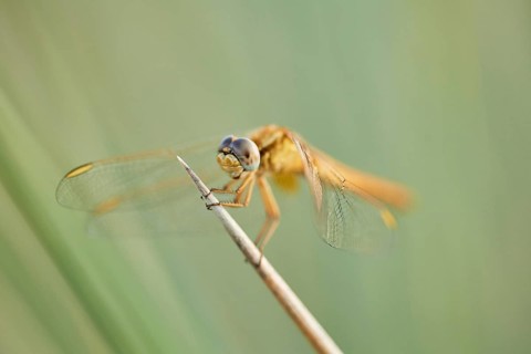 Red-veined darter